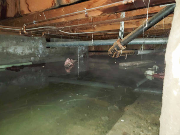 Best Mold removal after water damage  in Carrabelle, FL